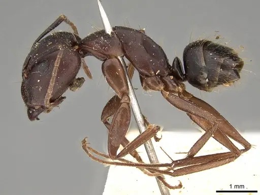 Camponotus thraso specimen CASENT0906996 image casent0906996_3