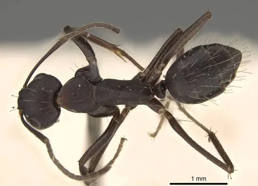 Camponotus thraso specimen CASENT0906997 image casent0906997_1