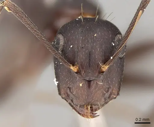 Camponotus thraso specimen CASENT0906997 image casent0906997_2