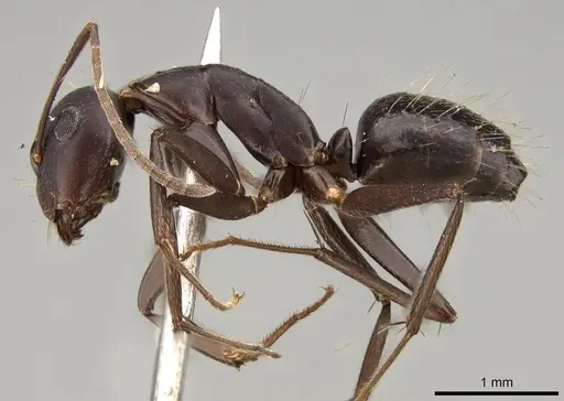 Camponotus thraso specimen CASENT0906997 image casent0906997_3