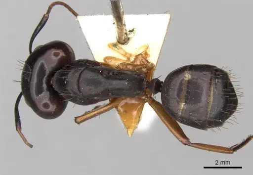 Camponotus thraso specimen CASENT0906998 image casent0906998_1