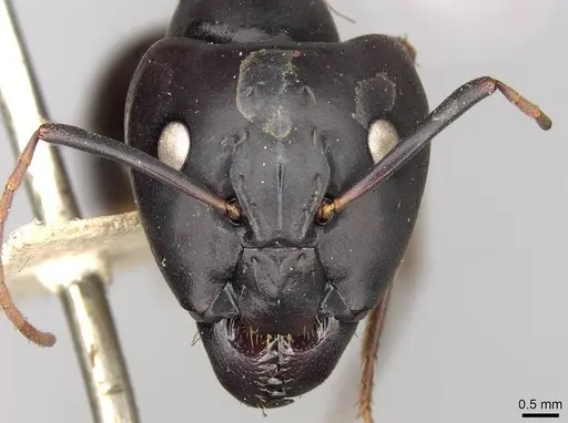 Camponotus thraso specimen CASENT0906998 image casent0906998_2