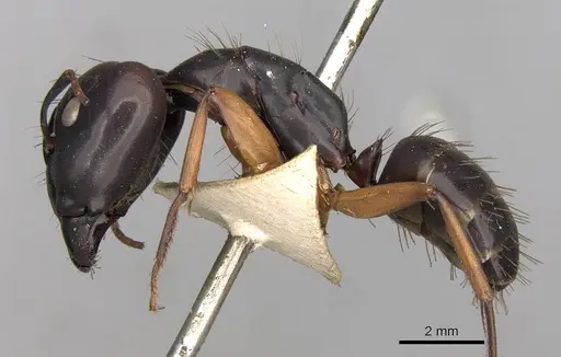 Camponotus thraso specimen CASENT0906998 image casent0906998_3