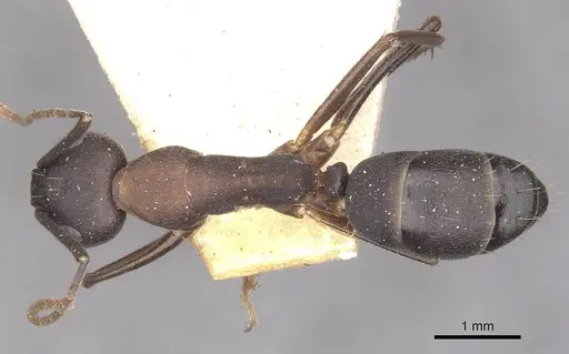 Camponotus thraso specimen CASENT0910117 image casent0910117_1