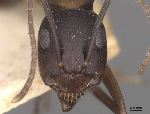 Camponotus thraso specimen CASENT0910117 image casent0910117_2