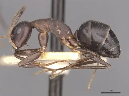 Camponotus thraso specimen CASENT0910117 image casent0910117_3