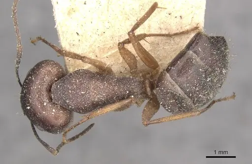 Camponotus thraso specimen CASENT0910118 image casent0910118_1