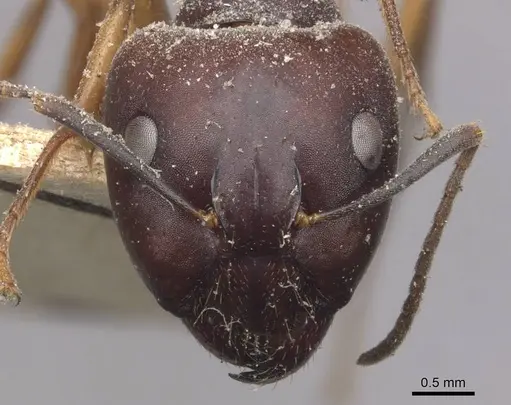 Camponotus thraso specimen CASENT0910118 image casent0910118_2
