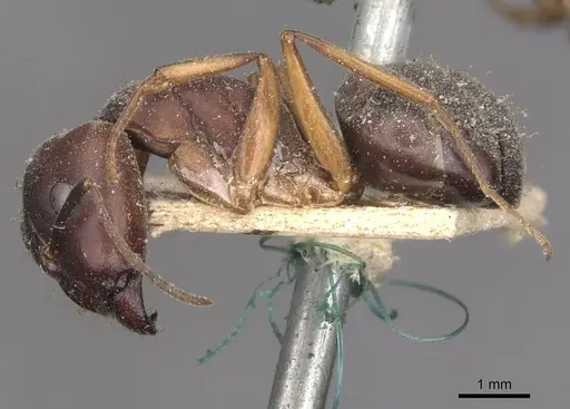 Camponotus thraso specimen CASENT0910118 image casent0910118_3