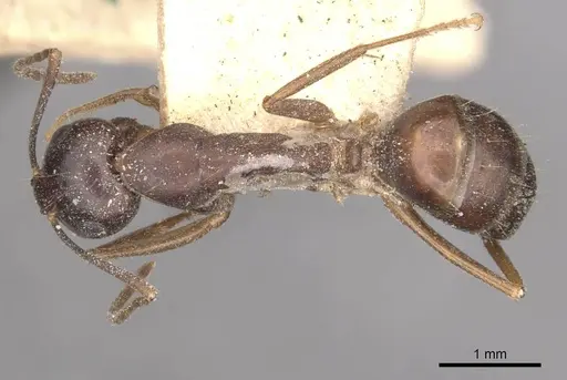 Camponotus thraso specimen CASENT0910119 image casent0910119_1