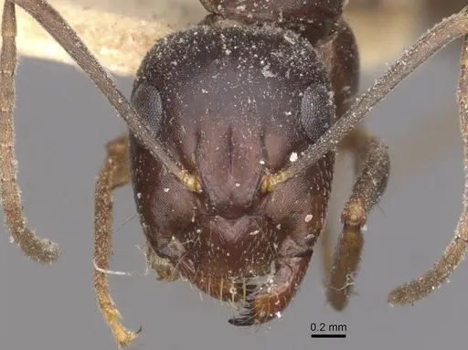 Camponotus thraso specimen CASENT0910119 image casent0910119_2