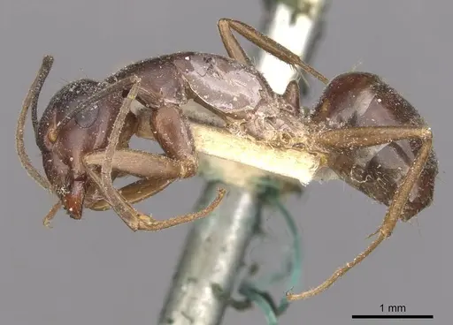 Camponotus thraso specimen CASENT0910119 image casent0910119_3