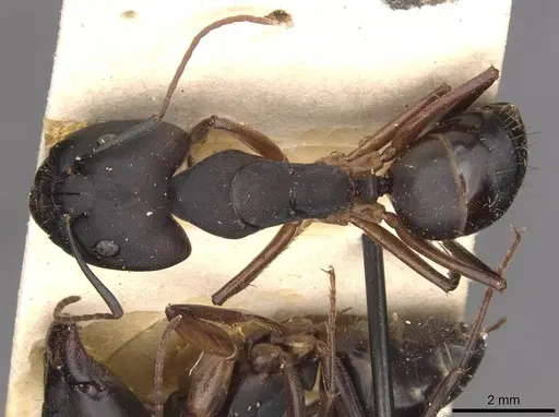 Camponotus thraso specimen CASENT0910120 image casent0910120_1