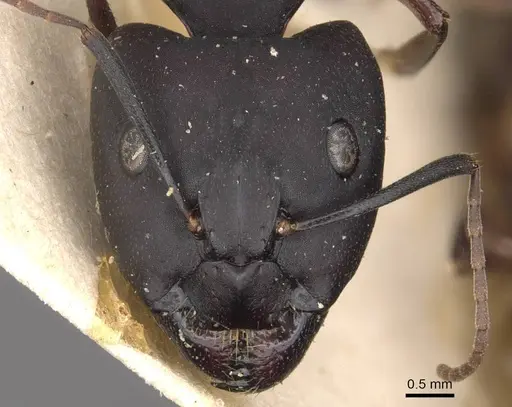 Camponotus thraso specimen CASENT0910120 image casent0910120_2