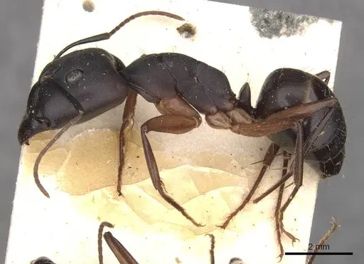 Camponotus thraso specimen CASENT0910120 image casent0910120_3