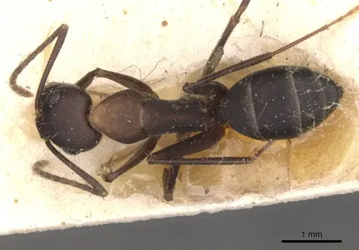 Camponotus thraso specimen CASENT0910121 image casent0910121_1
