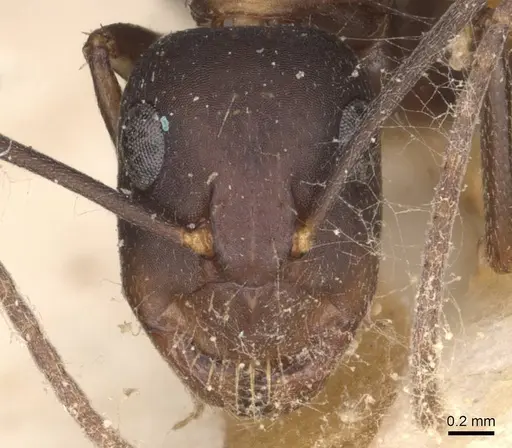 Camponotus thraso specimen CASENT0910121 image casent0910121_2