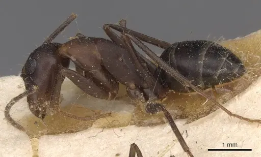 Camponotus thraso specimen CASENT0910121 image casent0910121_3