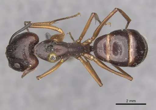 Camponotus thraso specimen CASENT0910122 image casent0910122_1