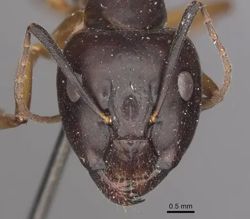 Camponotus thraso specimen CASENT0910122 image casent0910122_2