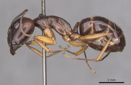 Camponotus thraso specimen CASENT0910122 image casent0910122_3