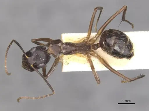 Camponotus thraso specimen CASENT0910123 image casent0910123_1