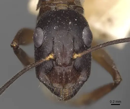 Camponotus thraso specimen CASENT0910123 image casent0910123_2