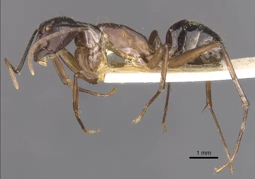 Camponotus thraso specimen CASENT0910123 image casent0910123_3