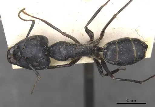 Camponotus thraso specimen CASENT0910124 image casent0910124_1