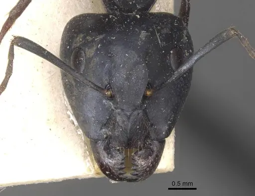 Camponotus thraso specimen CASENT0910124 image casent0910124_2