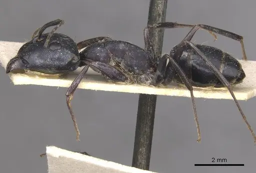 Camponotus thraso specimen CASENT0910124 image casent0910124_3