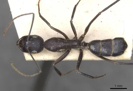 Camponotus thraso specimen CASENT0910125 image casent0910125_1