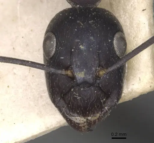 Camponotus thraso specimen CASENT0910125 image casent0910125_2