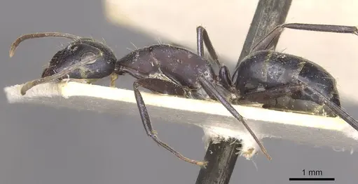 Camponotus thraso specimen CASENT0910125 image casent0910125_3