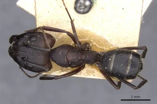 Camponotus thraso specimen CASENT0910126 image casent0910126_1