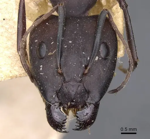 Camponotus thraso specimen CASENT0910126 image casent0910126_2