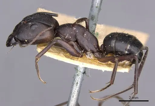 Camponotus thraso specimen CASENT0910126 image casent0910126_3