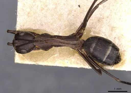 Camponotus thraso specimen CASENT0910127 image casent0910127_1