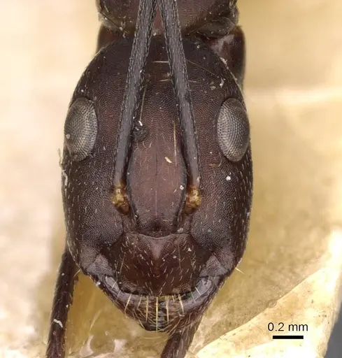 Camponotus thraso specimen CASENT0910127 image casent0910127_2