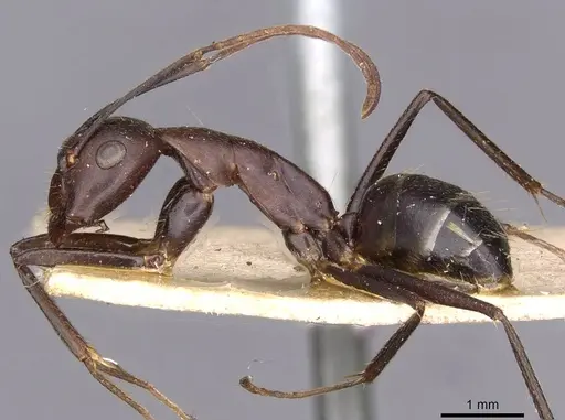 Camponotus thraso specimen CASENT0910127 image casent0910127_3
