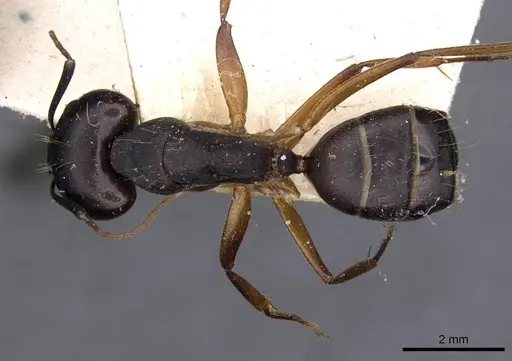 Camponotus thraso specimen CASENT0910128 image casent0910128_1
