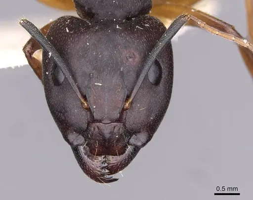 Camponotus thraso specimen CASENT0910128 image casent0910128_2