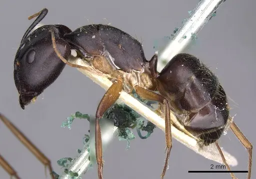 Camponotus thraso specimen CASENT0910128 image casent0910128_3