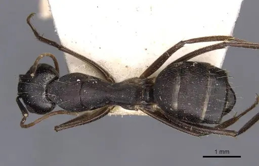 Camponotus thraso specimen CASENT0910129 image casent0910129_1