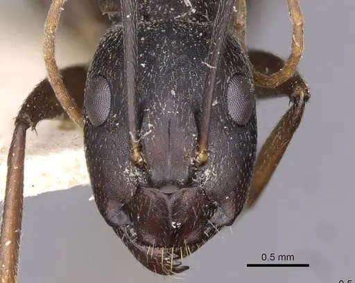 Camponotus thraso specimen CASENT0910129 image casent0910129_2