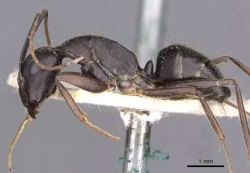 Camponotus thraso specimen CASENT0910129 image casent0910129_3