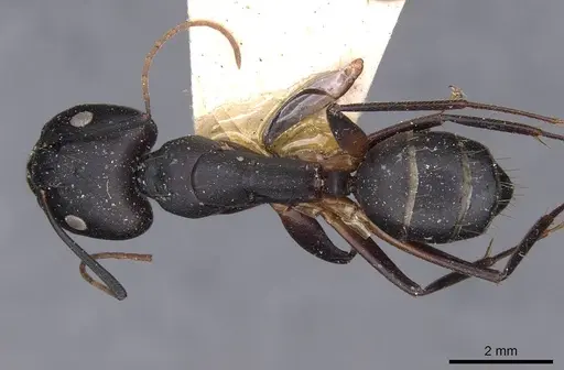 Camponotus thraso specimen CASENT0910130 image casent0910130_1