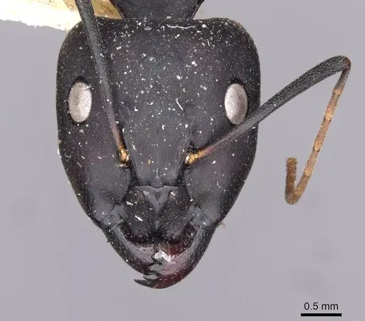 Camponotus thraso specimen CASENT0910130 image casent0910130_2