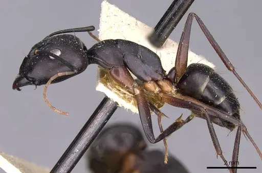 Camponotus thraso specimen CASENT0910130 image casent0910130_3