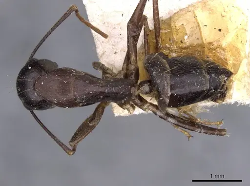 Camponotus thraso specimen CASENT0910131 image casent0910131_1
